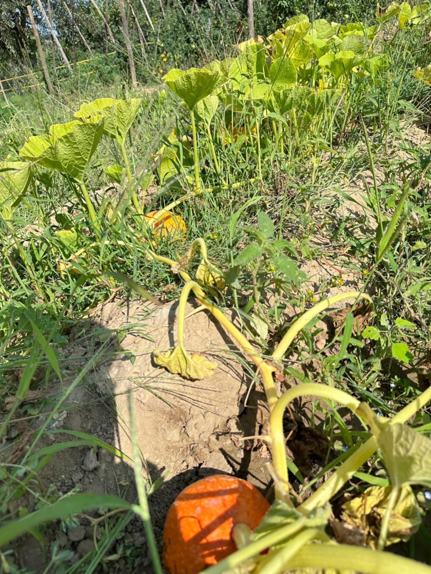 Montepulciano Stazione Agriturismo San Biagioヴィラ エクステリア 写真