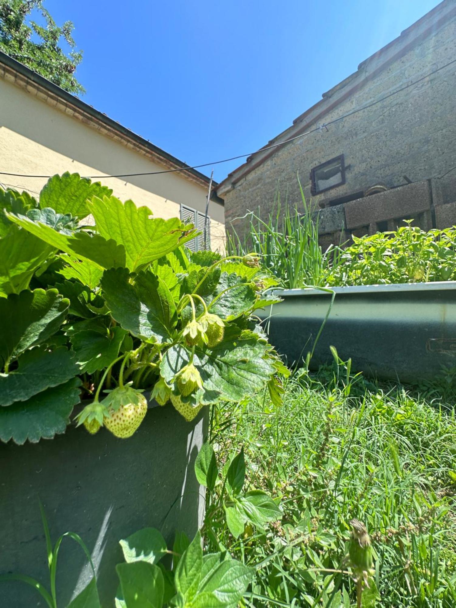 Montepulciano Stazione Agriturismo San Biagioヴィラ エクステリア 写真